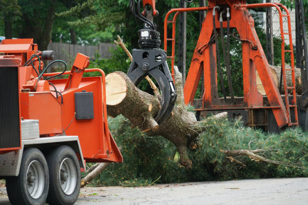 Palm Tree Trimming in New Burlington, OH